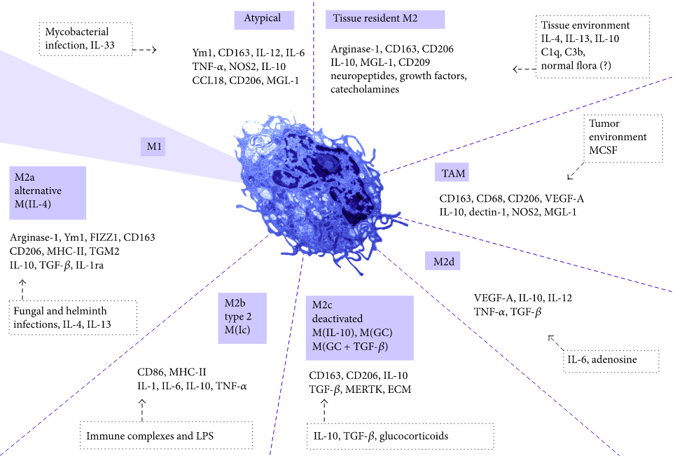 What’s the Difference? M1 vs. M2 Macrophages by Anne Lodge Medium