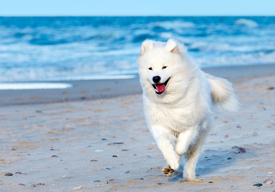 The Benefits of Memphis Dog Training: Elevate Your Canine Companion