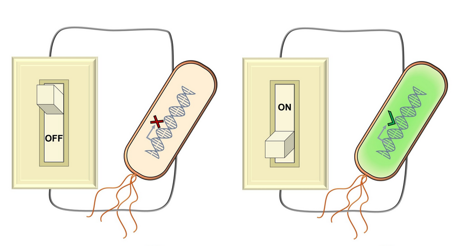 Merging Electricity and for a Brighter Future ⚡️🧬🧫 by