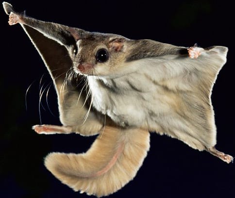 How to Kill Flying Squirrels in the Attic or House