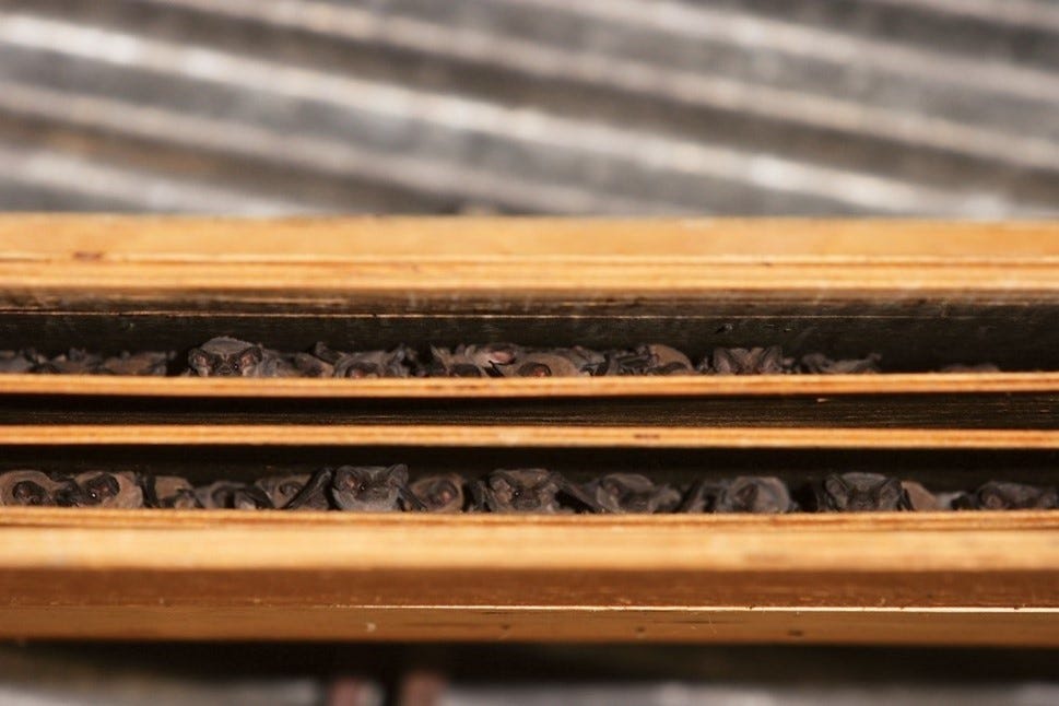 Adventures With Pacific Northwest Bat Houses By The Washington 