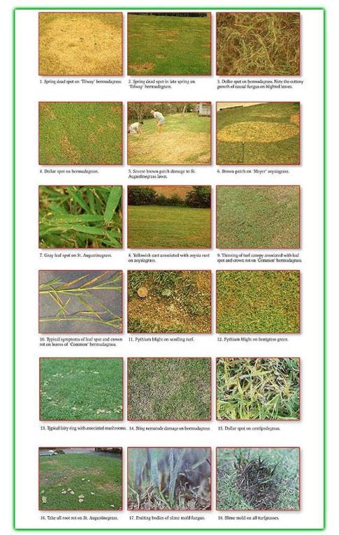 Grass diseases on sale