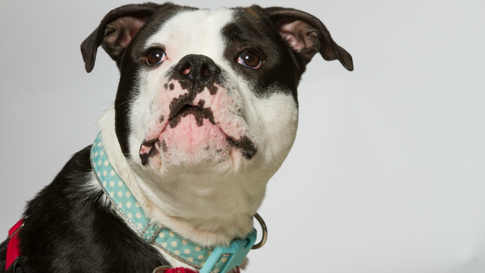Pet 101 How to Select the Right Dog to Adopt by SmartGirls Staff