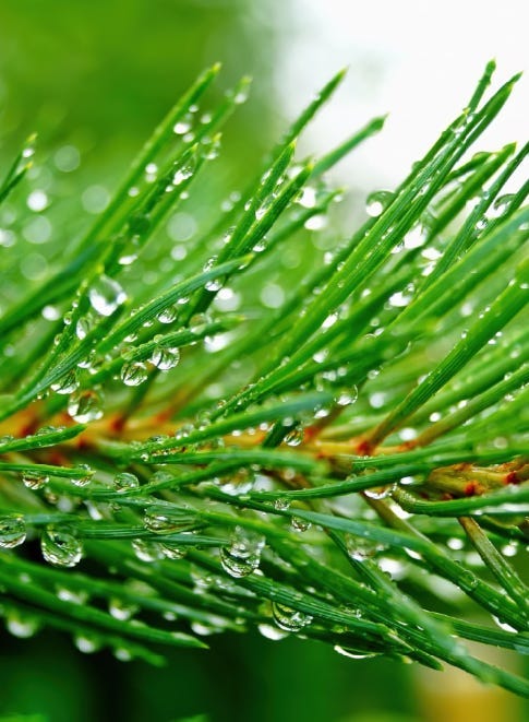 Premium Photo  Pine branches with drops of water on the needles.