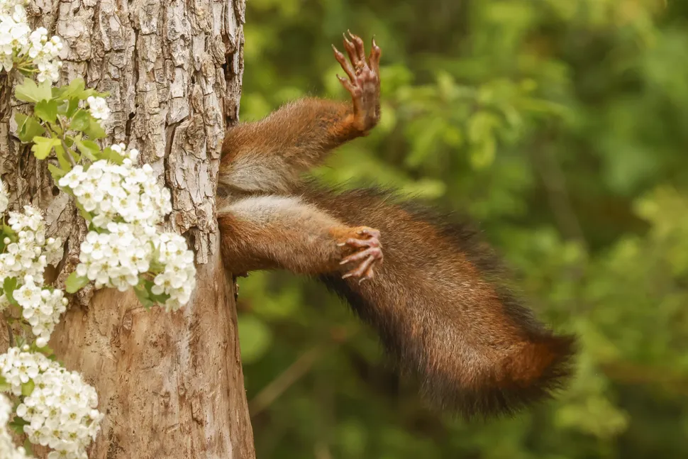 Nikon Comedy Wildlife Awards 2024 winners announced — here are the