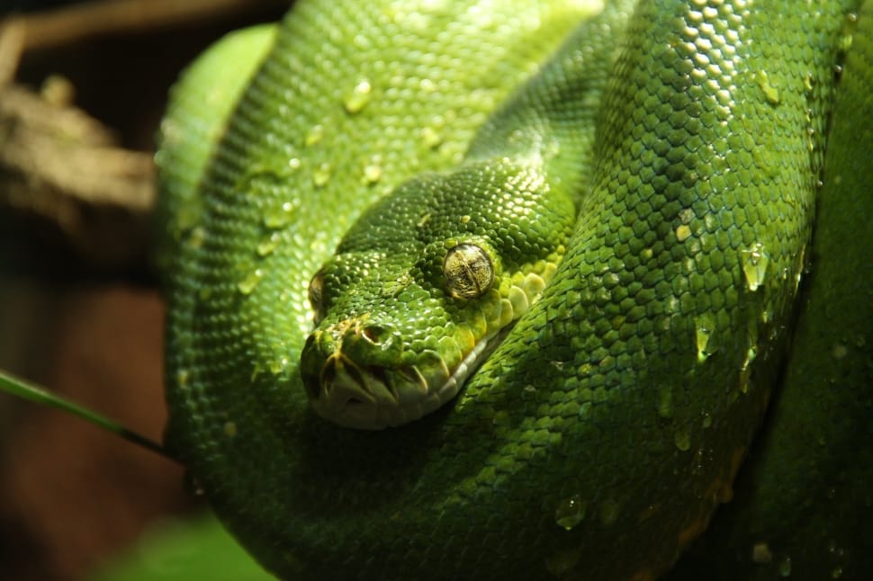 How To Install A Python Package From A Private GitHub Repo During A how-to-install-a-python-package-from-a-private-github-repo-during-a