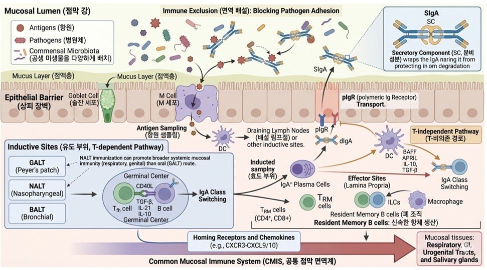 When AI Draws the Wrong Biology: Fixing a Graphical Abstract That Looked Right but Wasn’t