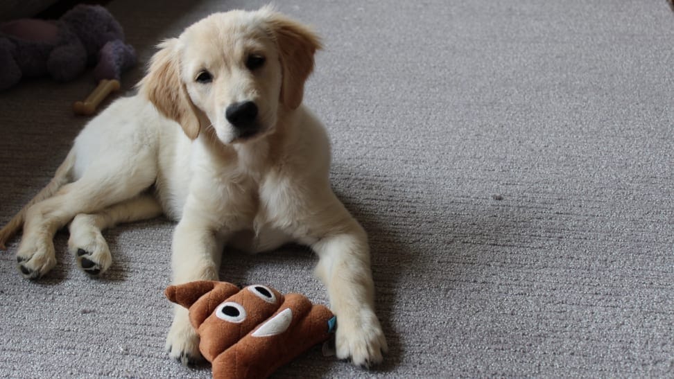 Best Huge Trending Pet Products For 2022. by Ateeb Waqra Medium