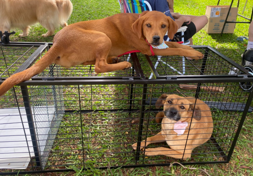 Cãominhada de Corbélia incentiva adoção e reúne a comunidade em prol da causa animal