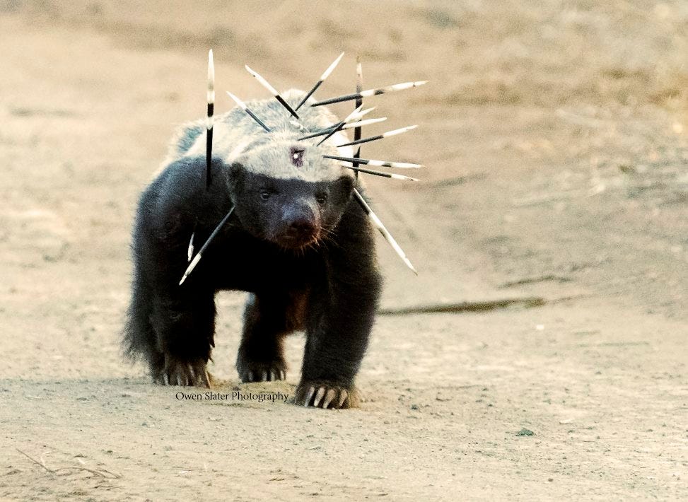 human porcupine attack