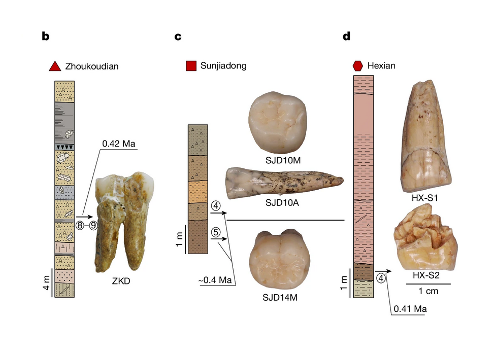 Ghost Lineages: Ancient Proteins Reveal That Denisovans and H. erectus Interbred