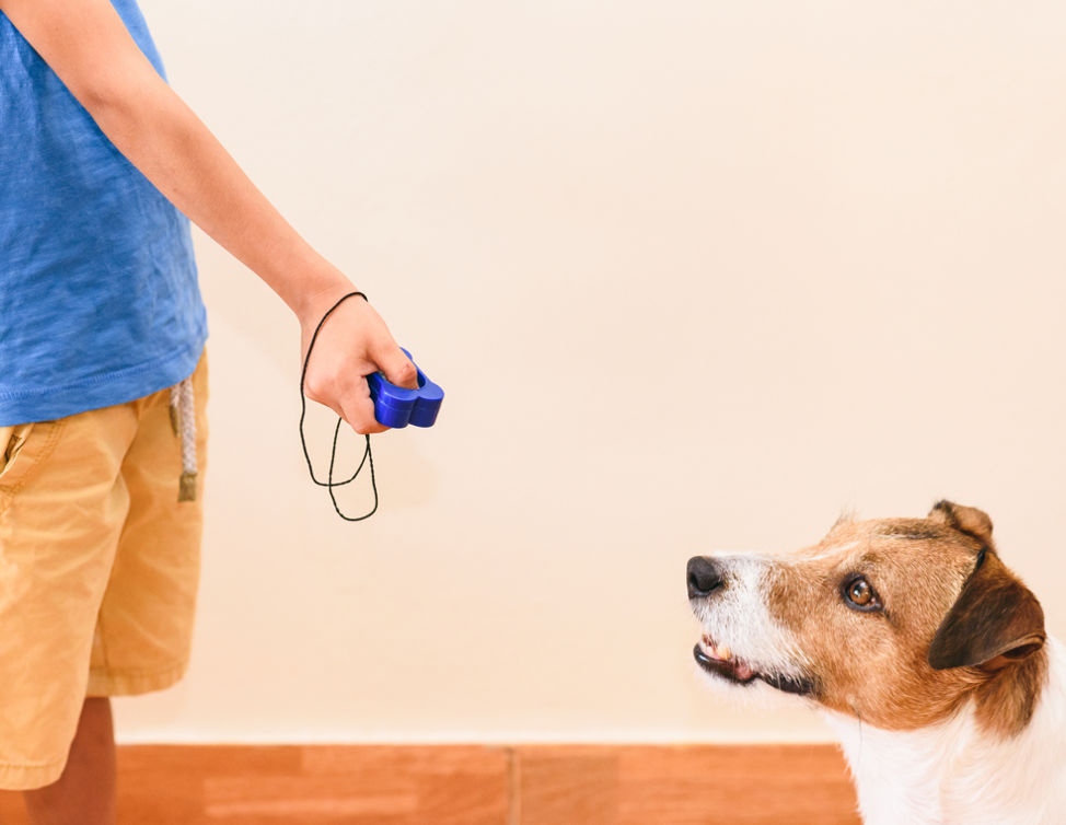 clicker-training-your-dog-how-to-get-started-by-smart-dogs-medium