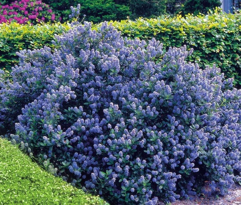 Скиммия рубелла скиммия. Рододендрон ржавый. Вечнозеленые цветущие кустарники калифорнии. Кустарник пиерис. Рододентром микс.