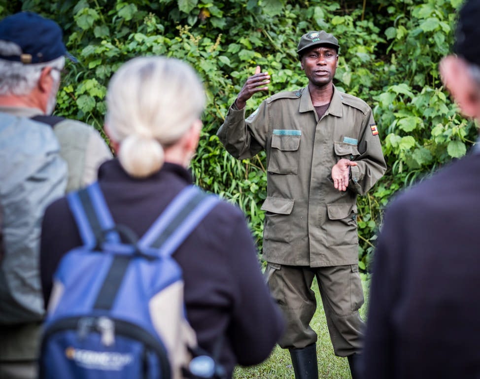 Gorilla Trekking Just Got Better: 24 Gorilla Families Await You in Uganda