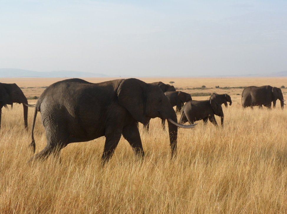 Do Elephants Migrate? How Connecting Protected Areas Can Make a HUGE