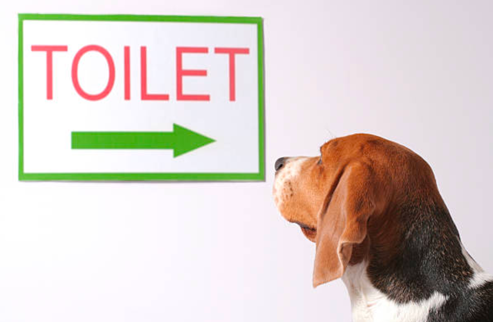 Por esto es que tu perro orina dentro de casa ¡Así lo puedes solucionar! |  by DogCrowd | Medium