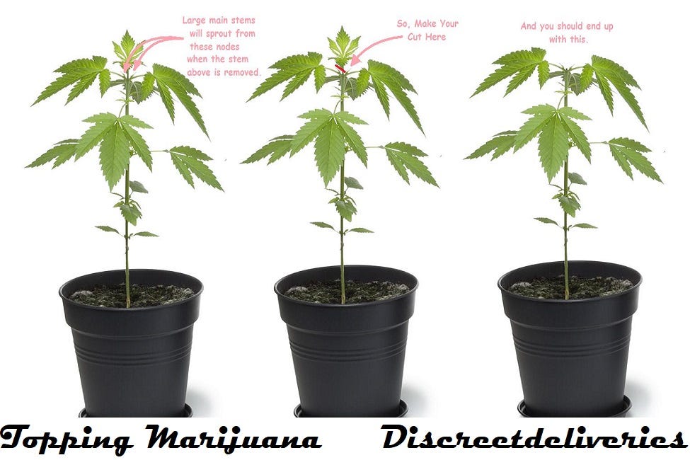 Where Is Sativa Rose