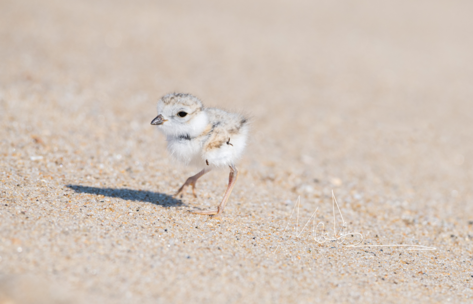 Who is the inspiration behind Pixar’s short film Piper?