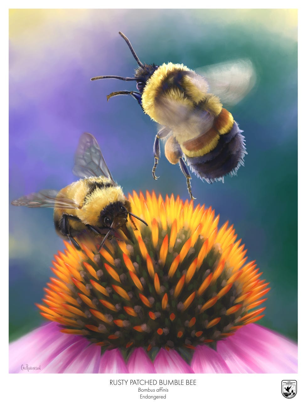 Rusty patched bumble bees are listed as federally endangered in the U.S. Credit: Cal Robinson/USFWS. Public Domain.