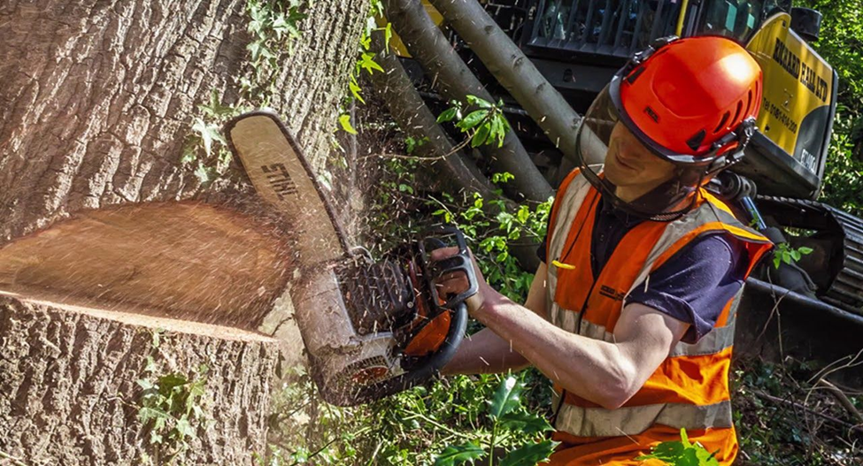 Tree Cutting Services Near Me in East Fishkill, NY by ArborX Tree
