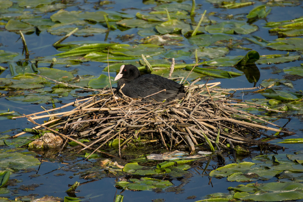 What Coot Chicks Can Teach Us. Reflections on Babies, Birthdays