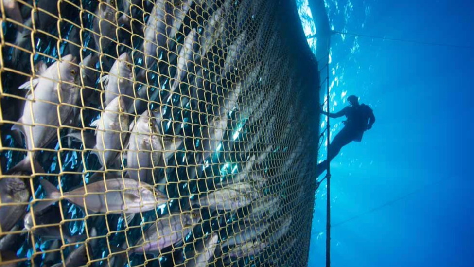 The Blue Revolution. The transformation of commercial… by World Ocean