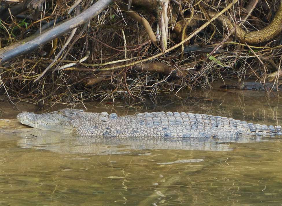 Chasing the Gator