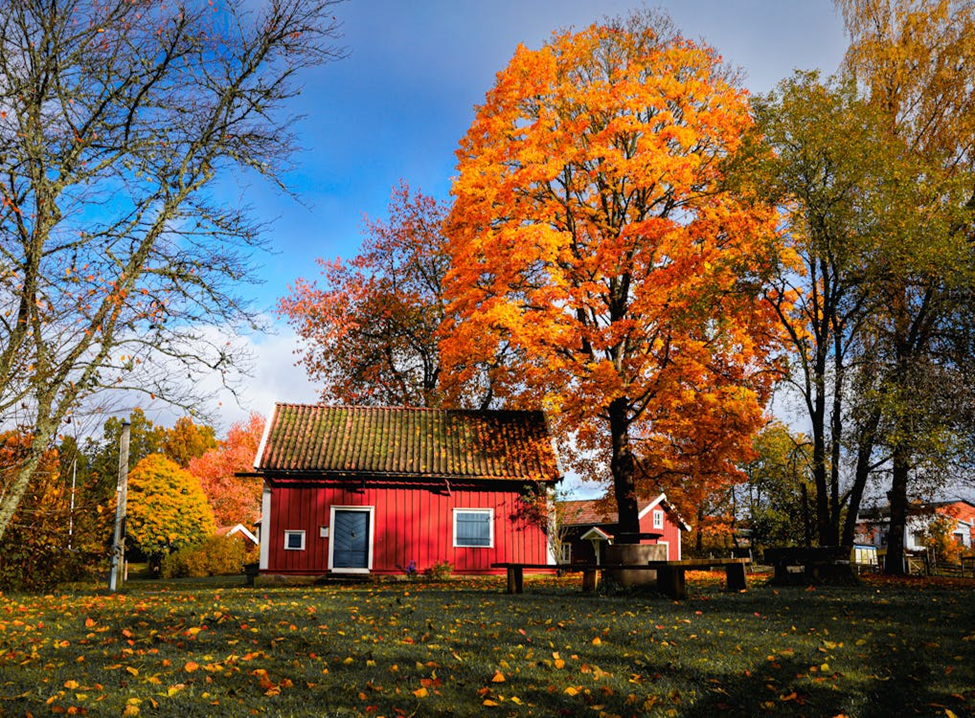 After the Summer Storm: Five Things to Check Before Walking Under Your Trees