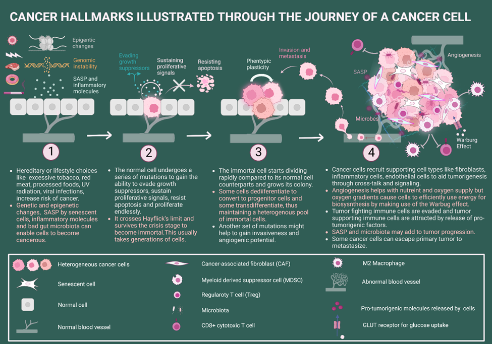 A brief understanding of the cancer hallmarks and enabling