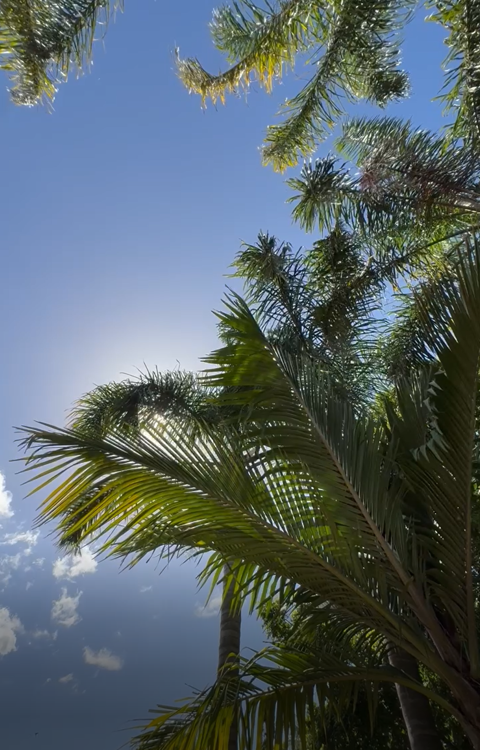 Calm Palm