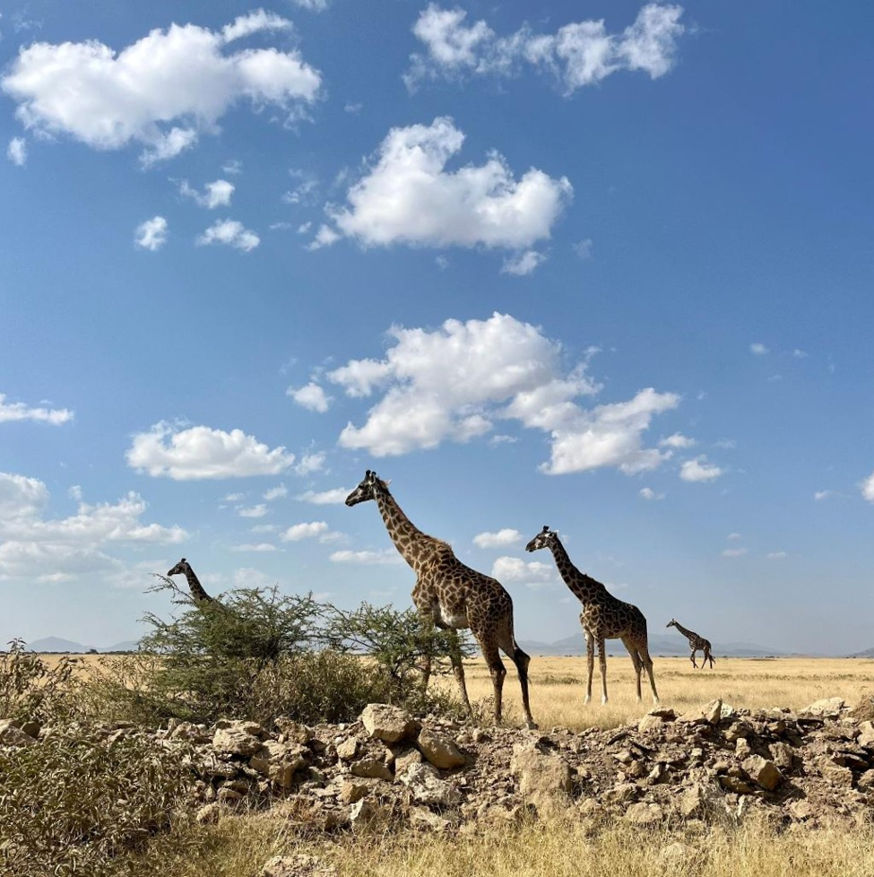 Packing for a Safari — Easier Than You Think