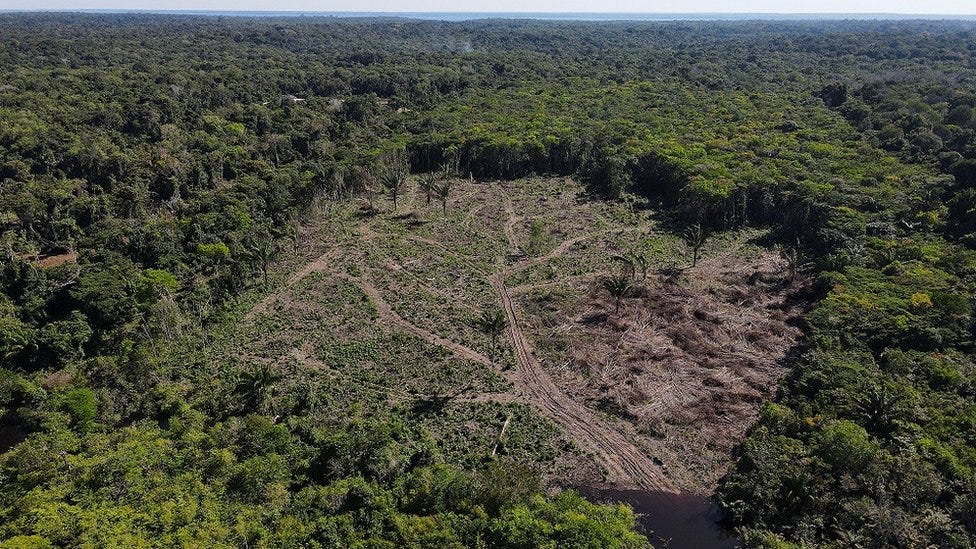 Bomen: de houten sleutels naar een duurzame wereld.