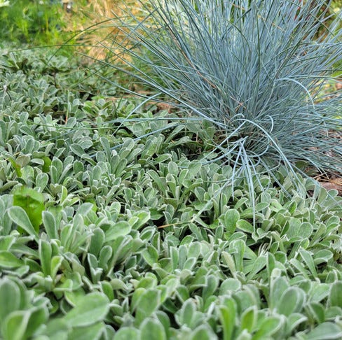 The Single Greatest Groundcover (at least, probably) | by The