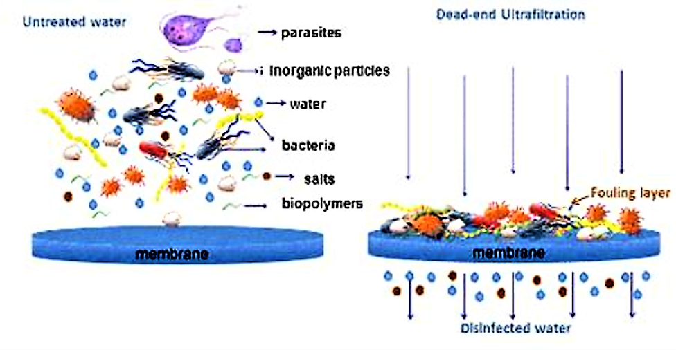 Filtering Progress The Rise of Cell Separation Through Membrane