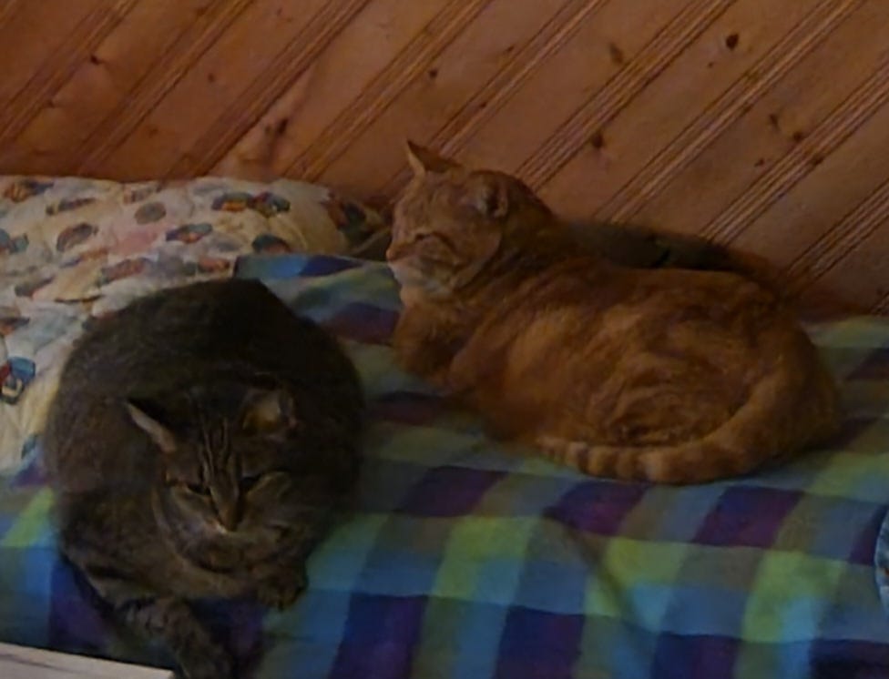 Photo by Author, Buddy & Ms. Piggy (aka ~ Bubba & SweetPea or Bubba-boo & Sissy)