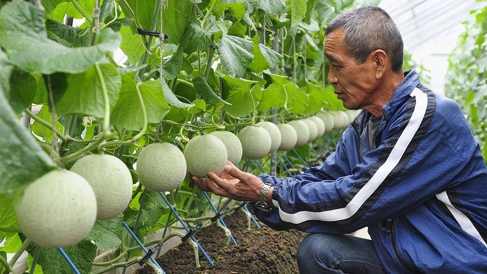 $100 Japanese Muskmelons and Abiding With Christ | by Brett Rayl | Medium