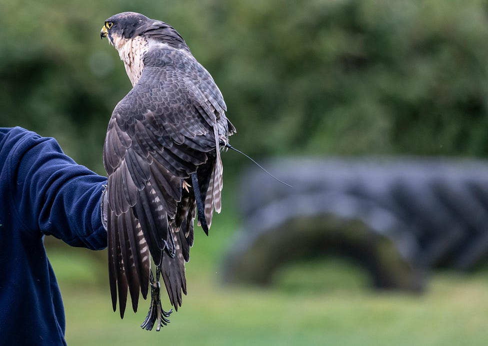 A pellegrino Falcon resting on a handlers arm near a wooded area.