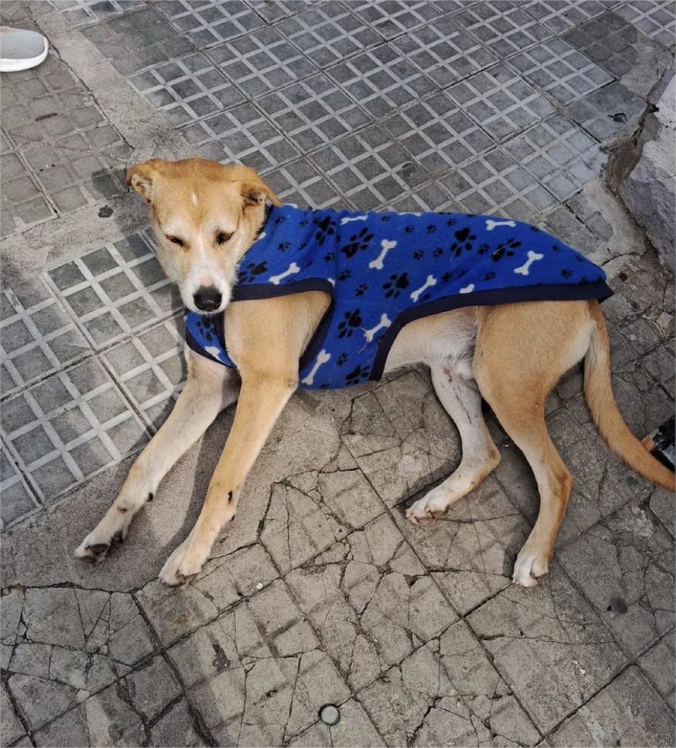 Publicando una foto del cánido recostado en el piso: “Ya está en libertad y recibiendo mimos en el Barrio Histórico”