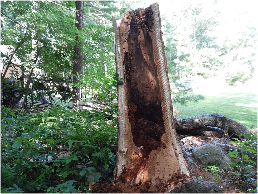 The Downside of Majestic Trees. They don’t notify you before they fall