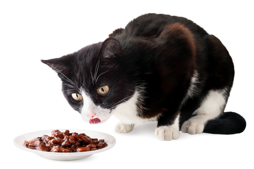 How to Switch Your Cat from Dry Food to Wet Food A Vet’s Guide by