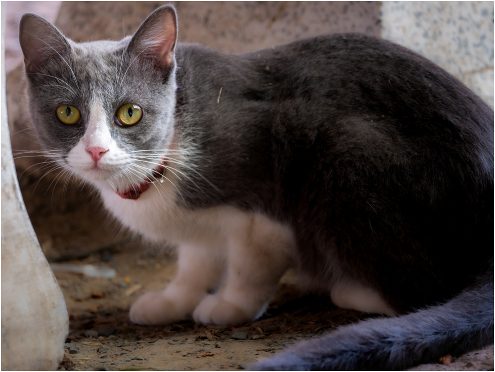 Why Does My Cat Eat Cobwebs? The Surprising Truth by The Sunrise Post