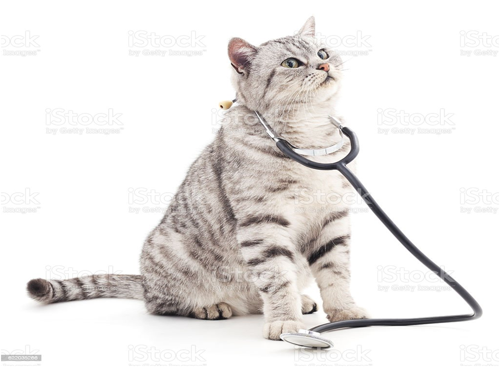 How frequently should I take my cat to the vet? by Naseem Ahmad Medium