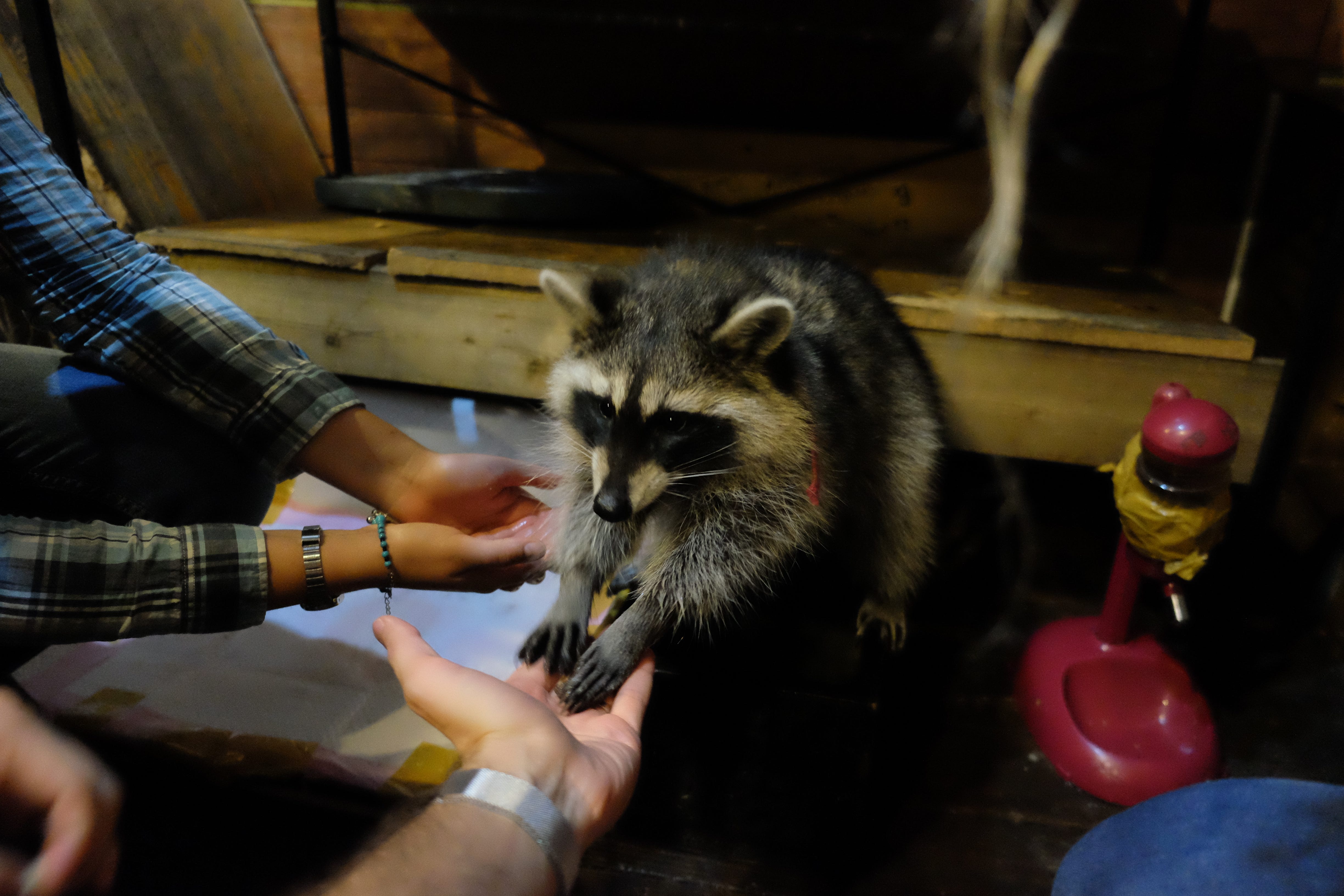 Кафе с енотами в Сеуле. В Южной Корее очень популярны Pet Cafe… | by Madina  Tautieva | Путешествия | Medium