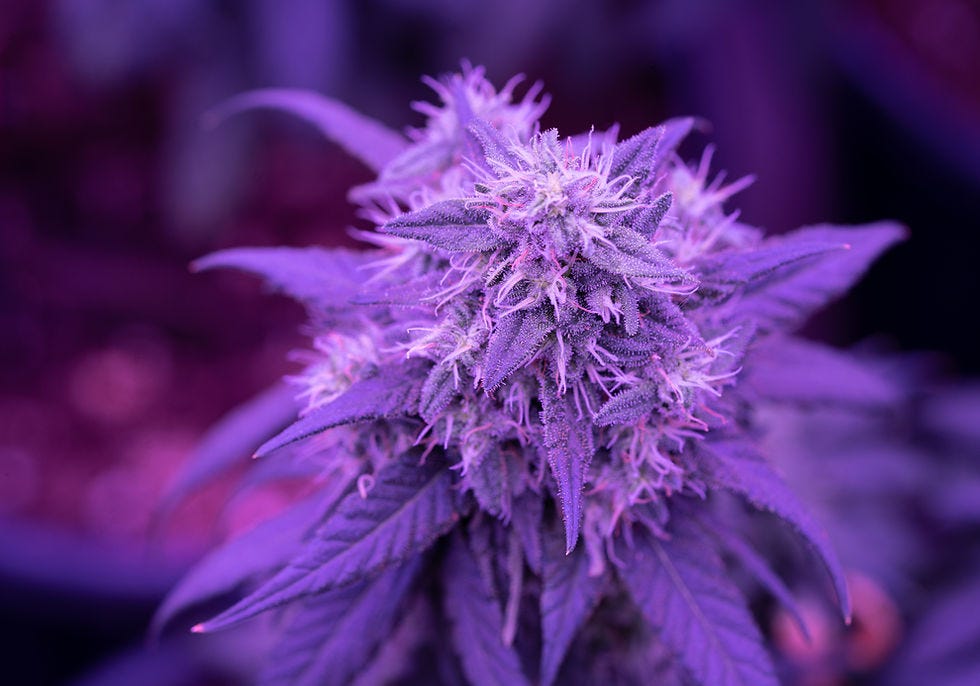 why-should-you-choose-delta-8-and-delta-9-thc-by-zeropointe-three