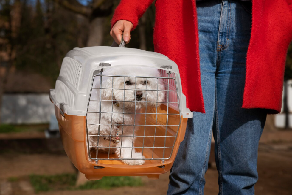 How do you get an uncooperative cat into a carrier? by Howard Paul
