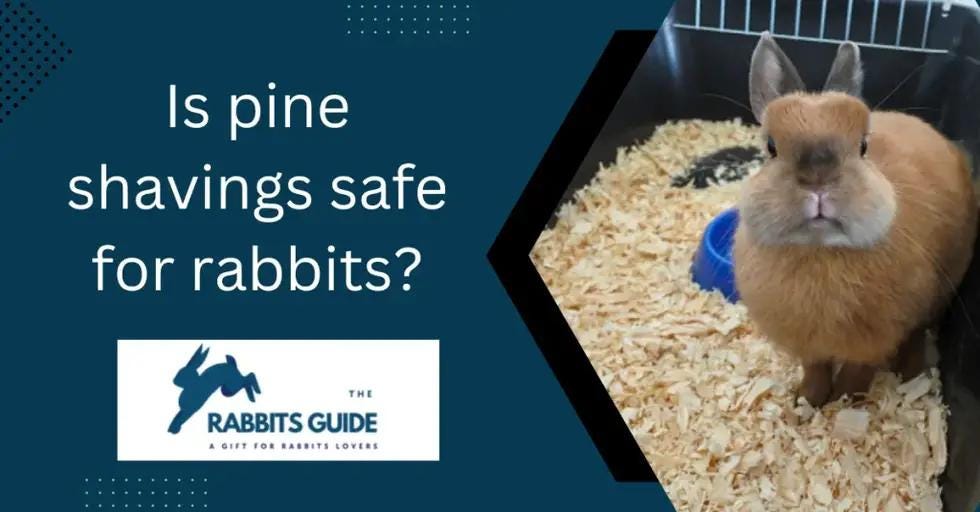 Is Pine Shavings Safe For Rabbits? The Pros and Cons by
