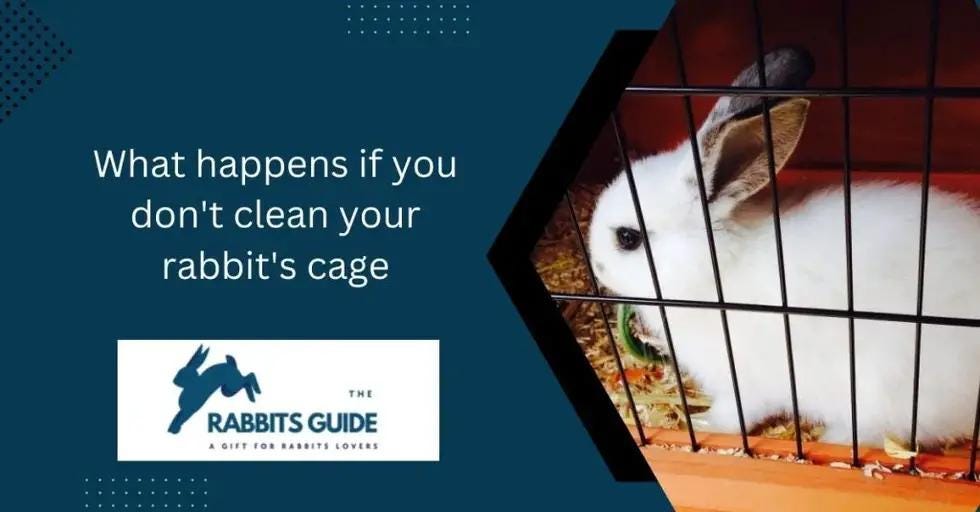 What happens if you don’t clean your rabbit’s cage? by