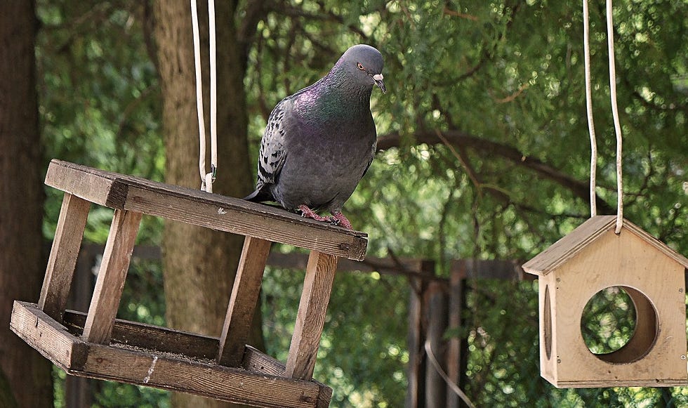 How Can I Keep Pigeons Away from My Bird Feeders? Medium