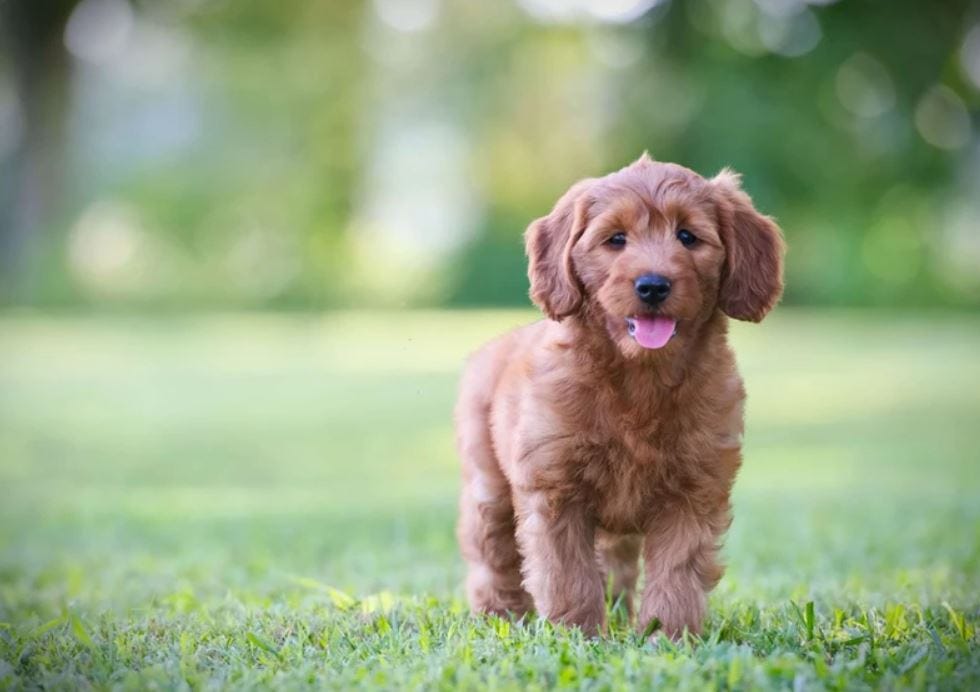Goldendoodles for sale near me