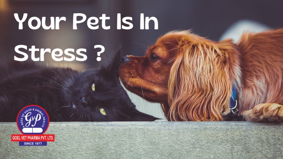 What you should know about treating anxious pets | by Goelvet Pharma ...